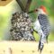 The resident woodpecker enjoys his very own seed log !