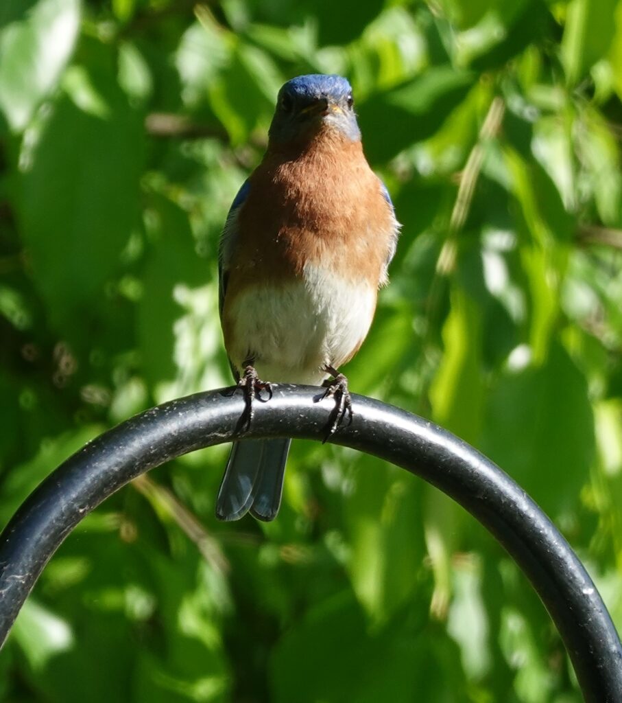 Last Day Of Feederwatch Birds - FeederWatch