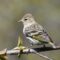 Pine Siskin