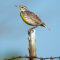 Eastern Meadowlark