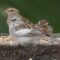 Chipping sparrow with leucistic greater coverts