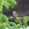 The Sweet Song of a White-crowned Sparrow