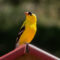 American Goldfinch