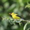 Sunshine! American Goldfinches!