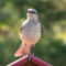 Northern Mockingbird