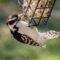 Downy Woodpecker