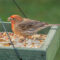 House Finch