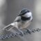 Mountain Chickadee