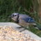 Blue Jay