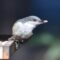 Pygmy Nuthatch