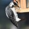 Hairy Woodpecker