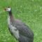 The guinea hen from somewhere decided to visit us.