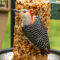 Red-bellied Woodpecker