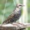 Today a visit from a single Starling.