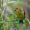 Scarlet Tanager