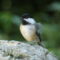 Black-capped chickadee