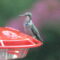 Ruby-throated hummingbird