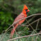 Northern Cardinal