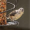 Tufted Titmouse