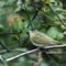 Red-eyed Vireo