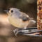 Tufted Titmouse