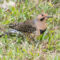 Northern Flicker