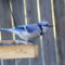 Blue Jay