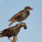 European Starlings