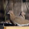 White-winged Doves