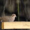 Mourning Doves