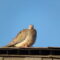 Mourning Dove