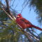 Northern Cardinal