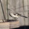 Northern Mockingbird