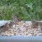 Chipping Sparrows