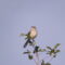 Northern Mockingbird