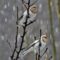 Snow Buntings In The Snow