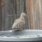 Tailless Mourning Dove