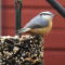 Pretty little nuthatch