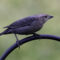 Brown-headed Cowbird