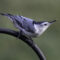 White-breasted Nuthatch