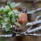 American  Robin