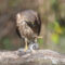 Sharp-shinned Hawk caught a Carolina Chickadee.