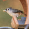 Tufted Titmouse