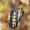 Carolina Wren and Downy Woodpecker