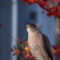 Sharp-shinned Hawk