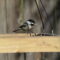 Carolina Chickadee