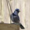 Blue Jay