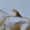 Yellow-rumped Warbler