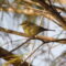 Orange-crowned Warbler