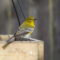 Pine Warbler